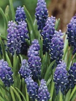 Muscari Neglectum