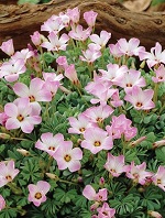Oxalis Adenophylla