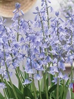 Scilla Campanulata Blue