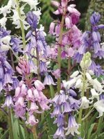 Scilla Campanulata mixed