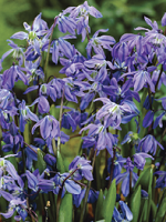 Scilla Siberica