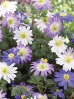 Anemone Blanda Mix