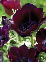 Anemone Bordeaux