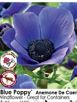 Anemone DeCaen Blue Poppy