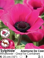 Anemone DeCaen Sylphide