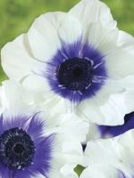 Anemone Rainbow Blueberry