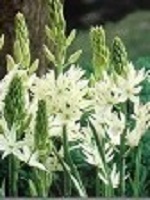 Camassia leichlinii alba