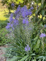Camassia leichlinii cerrulea