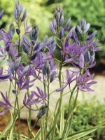 Camassia quamash Blue Melody