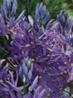 Camassia quamash