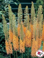 Eremurus Copper
