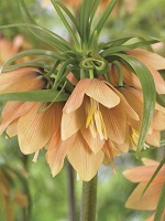 Fritillaria Early Fantasy