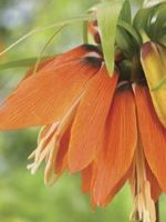 Fritillaria Orange Beauty