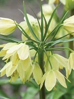 Fritillaria Raddeana