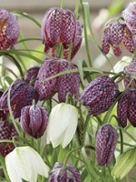 Fritillaria Meleagris