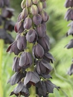 Fritillaria Persica