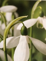 Galanthus Mount Everest