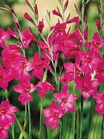 Gladiolus Byzantium