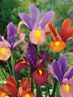 Iris Dutch Tiger Mix