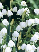 Leucojum Gravetye