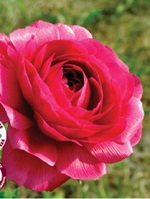 Ranunculus Bonbon