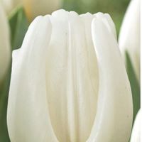 Tulip Antarctica