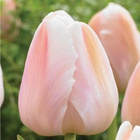 Tulip Apricot Pride