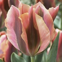 Tulip Artist
