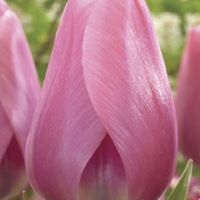Tulip Big Love