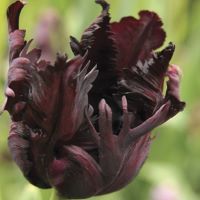 Tulip Black Parrot