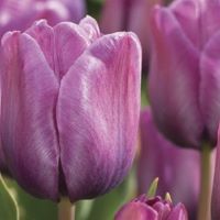 Tulip Blue Amiable