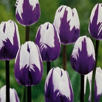 Tulip Blueberry Ripple