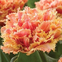 Tulip Brisbane