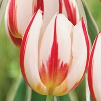 Tulip Canadian Celebration