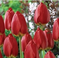 Tulip Canadian Liberator