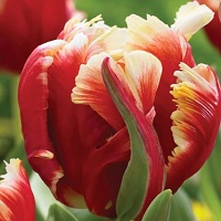 Tulip Dee Jay