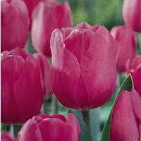 Tulip Don Quichotte