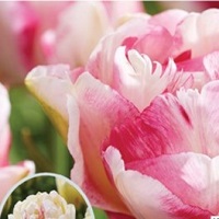 Tulip Double Dolce