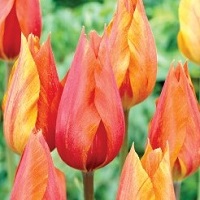 Tulip El Nino
