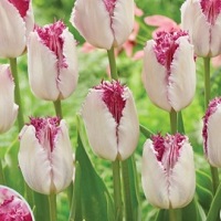 Tulip Eyelash