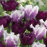 Tulip Feathered Facination