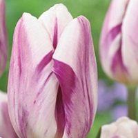 Tulip Flaming Flag