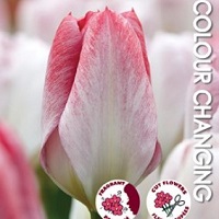 Tulip Flaming Purissima
