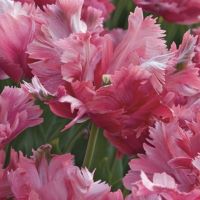 Tulip Flamingo Queen