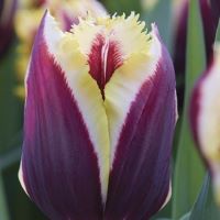 Tulip Gavota Special