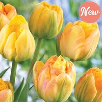 Tulip Granny Award