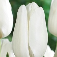 Tulip Hakuun