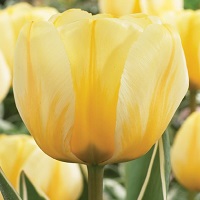 Tulip Jaap Groot