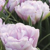 Tulip Katinka