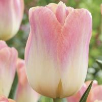 Tulip Kunyun